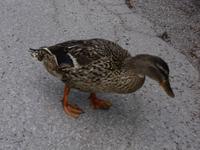 Entenparade im NTP Risnjak