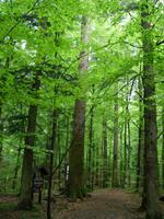 unterwegs auf dem Leska Lehrpfad im NTP Risnjak