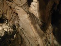 Haifischin der Cerovacke Höhle