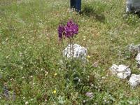 unterwegs am Mali Alan mit Marin und Jeeps