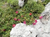 unterwegs am Mali Alan mit Marin und Jeeps