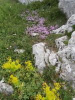 unterwegs am Mali Alan mit Marin und Jeeps