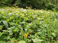 Bärlauch am Fluss Curak