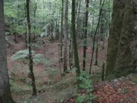 Leska Lehrpfad im NTP Risnjak