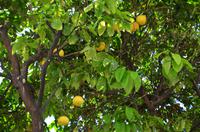 114 Dubrovnik, Pampelmusen