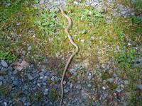 Schlange auf dem Pfad