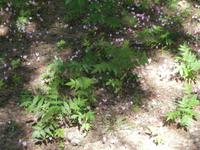 Nationalpark Krka Wasserfälle-Alpenveilchen