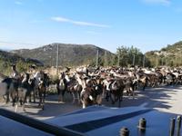 Tulove Grete-Ziegenherde