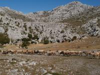 Wanderung am Mali Alan-Schafherde