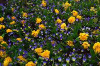 028 Zagreb, Schmuckrabatte