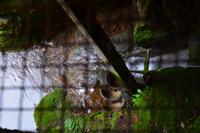 060 Lika, Mühle in Rastoke