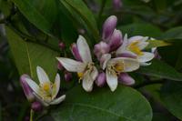 164 Blüte des Klebsamen