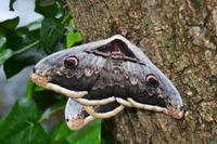 258 Krka NP, Schmetterling