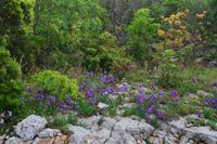 301 Kroatien, Magia mit Schwertlilien