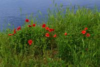 302 Kroatien, Wilder Mohn