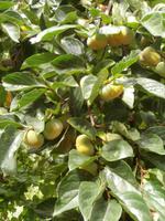 Insel Visovac-Obstbaum