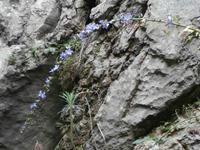 Nationalpark Paklenica-Pflanzenvielfalt