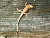 Mediterrane Tierwelt