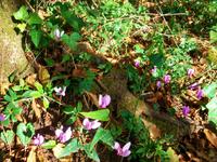 Im Krka- Nationalpark