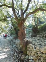 oder eine Steineiche