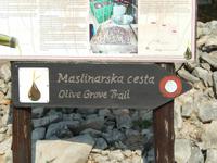 Wanderung durch den olivenhain (1)