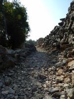 Wanderung durch den Olivenhain (7)