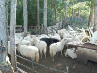 Das größte Schaf steht hinter der Kamera