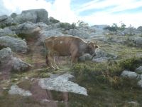 Biokovo Gebirge