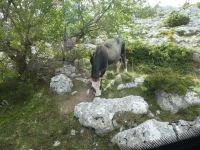 Biokovo Gebirge