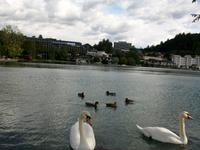 Bled 