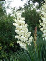 Blume