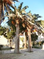 Budva Palmenplatz