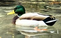 Ente an den Krka Wasserfällen