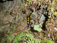 Feuersalamander