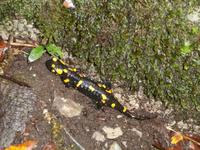 Feuersalamander