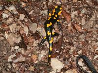 Feuersalamander