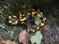 Feuersalamander