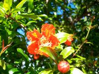 Granatapfelblüte