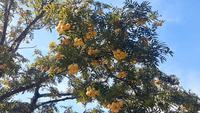 Herbst