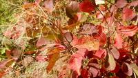 Herbststimmung
