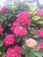 Hortensie