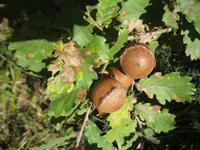 IMG_9890 Eiche