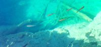 Im glasklaren Wasser tummeln sich die Rotfedern, Plitvicer Seen