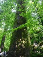 Königin des Waldes