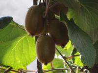 Kiwi-Strauch in Krk