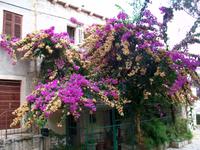 Korcula