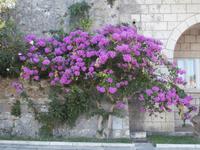 Korcula