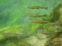 Krka Wasserfälle