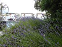 Lavendel 