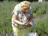 Lavendel-Erntefest